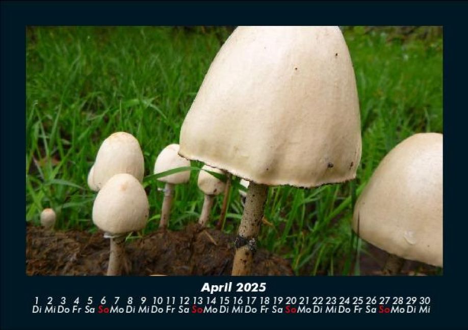 InsideView 8