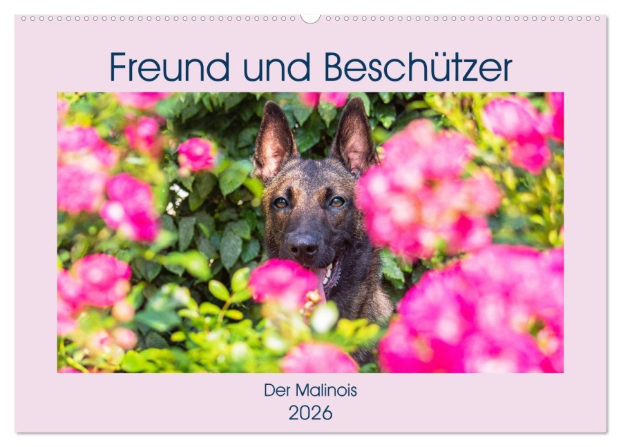 Freund und Beschützer - Der Malinois (Wandkalender 2026 DIN A2 quer), CALVENDO Monatskalender - Sigrid Starick