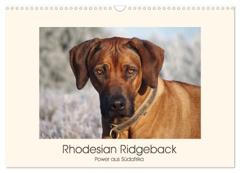 Rhodesian Ridgeback Power aus Südafrika (Wandkalender 2024 DIN A3 quer), CALVENDO Monatskalender - Birgit Bodsch