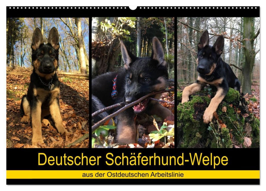 Deutscher Schäferhund-Welpe - aus der Ostdeutschen Arbeitslinie (Wandkalender 2025 DIN A2 quer), CALVENDO Monatskalender - Tanja Riedel