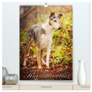 Cover-Bild zum Titel 'Kurzhaarcollies (hochwertiger Premium Wandkalender 2026 DIN A2 hoch), Kunstdruck in Hochglanz' von 'Laura Längsfeld'