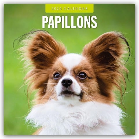 Papillons - Schmetterlingshund - Zwergspaniel 2025 - 16-Monatskalender - 