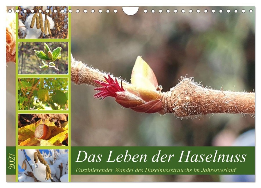 Das Leben der Haselnuss (Wandkalender 2027 DIN A4 quer), CALVENDO Monatskalender - Michaela Schimmack