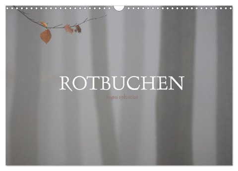 Rotbuchen (Wandkalender 2024 DIN A3 quer), CALVENDO Monatskalender - Ralf Weise