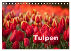 Tulpen (Tischkalender 2025 DIN A5 quer), CALVENDO Monatskalender - Peter Schickert