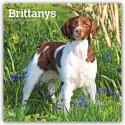 Cover-Bild zum Titel 'Brittanys - Bretonischer Vorstehhund 2027 - 16-Monatskalender' von 'Browntrout Publishers'