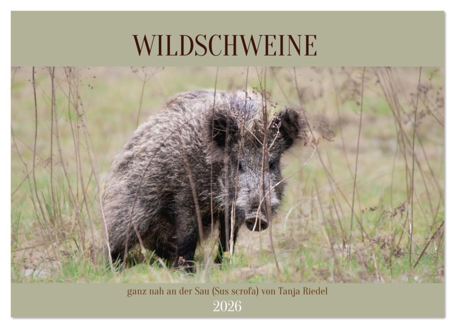 Wildschweine ganz nah an der Sau (Sus scrofa) von Tanja Riedel (Wandkalender 2026 DIN A4 quer), CALVENDO Monatskalender - Tanja Riedel