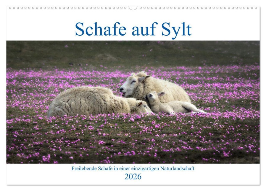 Schafe auf Sylt (Wandkalender 2026 DIN A2 quer), CALVENDO Monatskalender - Bodo Balzer