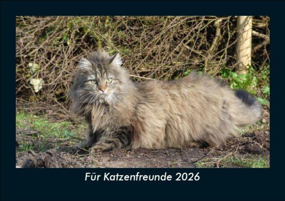 Für Katzenfreunde 2026 Fotokalender DIN A5 - Tobias Becker