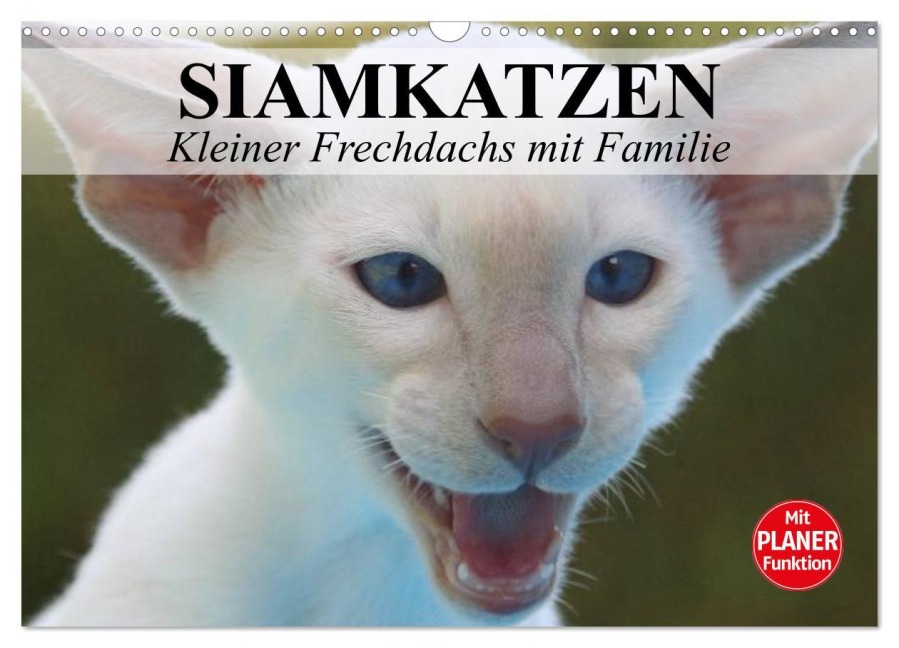 Siamkatzen - Kleiner Frechdachs mit Familie (Wandkalender 2025 DIN A3 quer), CALVENDO Monatskalender - Elisabeth Stanzer