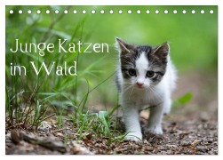 Junge Katzen im Wald (Tischkalender 2026 DIN A5 quer), CALVENDO Monatskalender - Dorothea Oldani