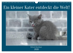 Cover-Bild zum Titel 'Ein kleiner Kater entdeckt die Welt! (Wandkalender 2026 DIN A3 quer), CALVENDO Monatskalender' von 'Manuela Hartmann'