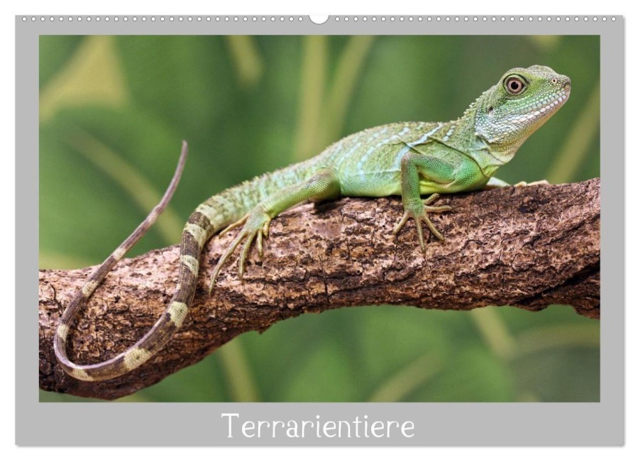 Terrarientiere (Wandkalender 2026 DIN A2 quer), CALVENDO Monatskalender - Marko Sarcevic