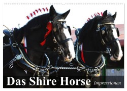 Das Shire Horse. Impressionen (Wandkalender 2025 DIN A2 quer), CALVENDO Monatskalender - Elisabeth Stanzer