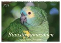 Blaustirnamazonen - Papageien in Paraguay (Wandkalender 2024 DIN A2 quer), CALVENDO Monatskalender - Bettina Schneider