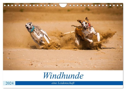 Windhunde - eine Leidenschaft (Wandkalender 2024 DIN A4 quer), CALVENDO Monatskalender - Ula Redl