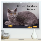 Britisch Kurzhaar Katzen (hochwertiger Premium Wandkalender 2026 DIN A2 quer), Kunstdruck in Hochglanz - Gabriela Wejat-Zaretzke