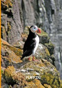 Cover-Bild zum Titel 'Die Abenteuer des kleinen PUFFIN' von 'Harriet O`Neal'