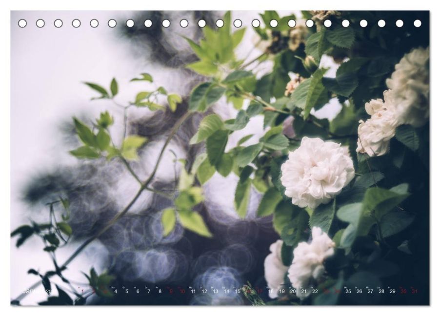InsideView 6