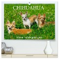 Chihuahua - Kleine Hunde ganz groß (hochwertiger Premium Wandkalender 2024 DIN A2 quer), Kunstdruck in Hochglanz - Sigrid Starick