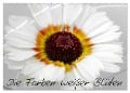 Die Farben weißer Blüten (Wandkalender 2025 DIN A2 quer), CALVENDO Monatskalender - Birgit Knodt