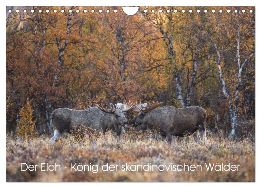 Der Elch - König der skandinavischen Wälder (Wandkalender 2026 DIN A4 quer), CALVENDO Monatskalender - David Oberholzer