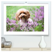 Cover-Bild zum Titel 'Maltipoo - Malteser -Pudel (hochwertiger Premium Wandkalender 2026 DIN A2 quer), Kunstdruck in Hochglanz' von 'Heidi Bollich www. heidi-bollich. de'