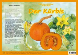 Cover-Bild zum Titel 'Natur-Kamishibai / Der Kürbis - Natur-Kamishibai' von 'Andreas Fischer-Nagel, Heiderose Fischer-Nagel'