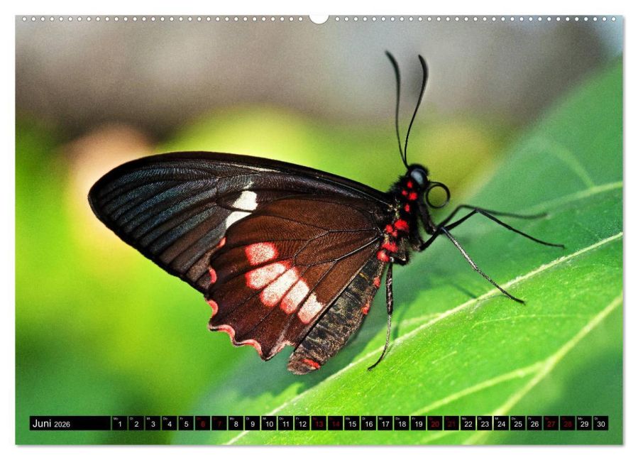 InsideView 10
