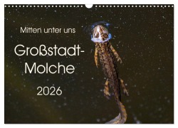 Mitten unter uns - Großstadt-Molche (Wandkalender 2026 DIN A3 quer), CALVENDO Monatskalender - Anne Wibke Hildebrandt