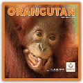 Orangutan - Orang-Utan 2025 - Wand-Kalender - Carousel Calendar