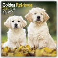 Golden Retriever Puppies - Golden Retriever-Welpen 2024 - 16-Monatskalender - Avonside Publishing Ltd
