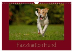 Cover-Bild zum Titel 'Faszination Hund (Wandkalender 2026 DIN A4 quer), CALVENDO Monatskalender' von 'Tierfotografie Bischof Bischof'