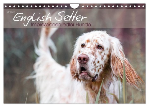 English Setter ¿ Impressionen edler Hunde (Wandkalender 2025 DIN A4 quer), CALVENDO Monatskalender - Visovio Visovio