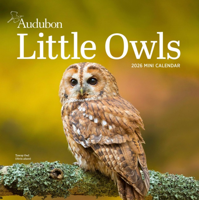 Audubon Little Owls Mini Wall Calendar 2026 - Workman Calendars