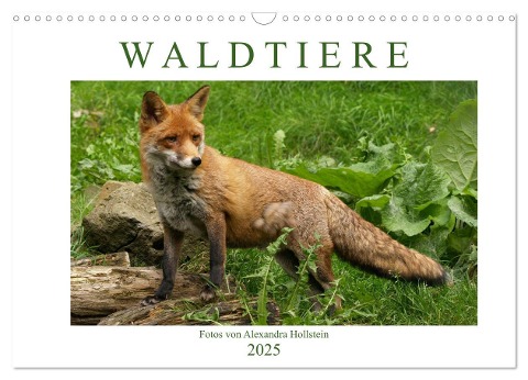 Waldtiere (Wandkalender 2025 DIN A3 quer), CALVENDO Monatskalender - Alexandra Hollstein