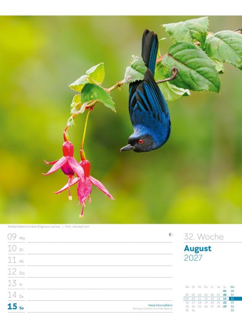 InsideView 36