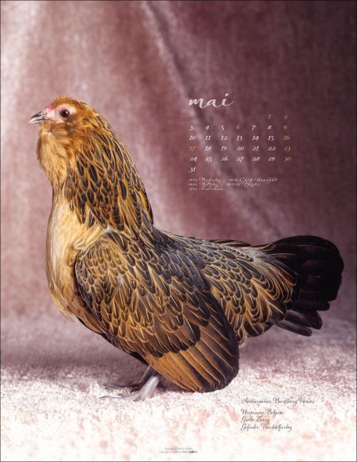 InsideView 5