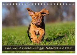 Cover-Bild zum Titel 'Eine kleine Bordeauxdogge entdeckt die Welt (Tischkalender 2026 DIN A5 quer), CALVENDO Monatskalender' von 'Monika Scheurer'