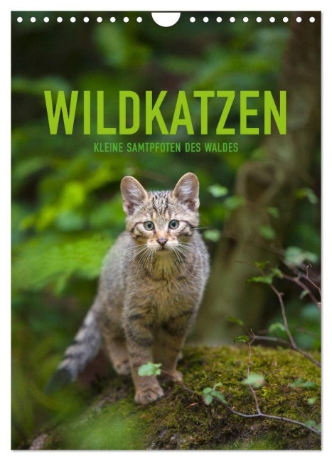 Wildkatzen - Kleine Samtpfoten des Waldes (Wandkalender 2027 DIN A4 hoch), CALVENDO Monatskalender - Christina Krutz