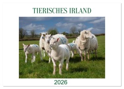 Cover-Bild zum Titel 'Irland erleben - Wo Schafe, Pferde und Kühe das Landschaftsbild prägen (Wandkalender 2026 DIN A2 quer), CALVENDO Monatskalender' von 'Claudia Guth'