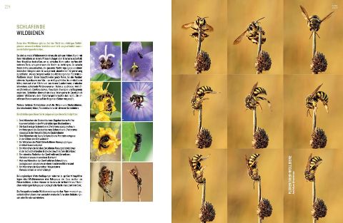 InsideView 12
