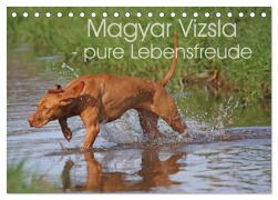 Cover-Bild zum Titel 'Magyar Vizsla - pure Lebensfreude (Tischkalender 2026 DIN A5 quer), CALVENDO Monatskalender' von 'Barbara Mielewczyk'