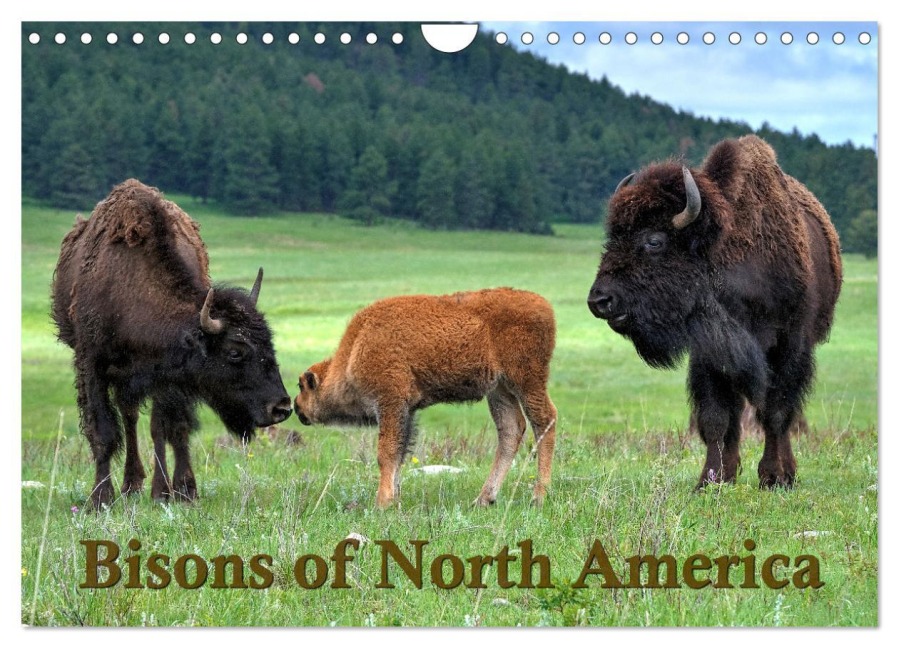 Bisons of North America (Wall Calendar 2026 DIN A4 landscape), CALVENDO 12 Month Wall Calendar - Dieter Wilczek