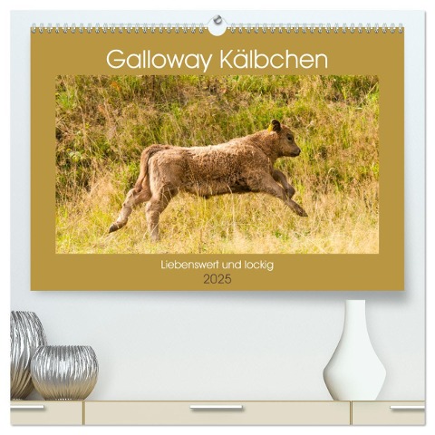 Galloway Kälbchen - Liebenswert und lockig (hochwertiger Premium Wandkalender 2025 DIN A2 quer), Kunstdruck in Hochglanz - Meike Bölts