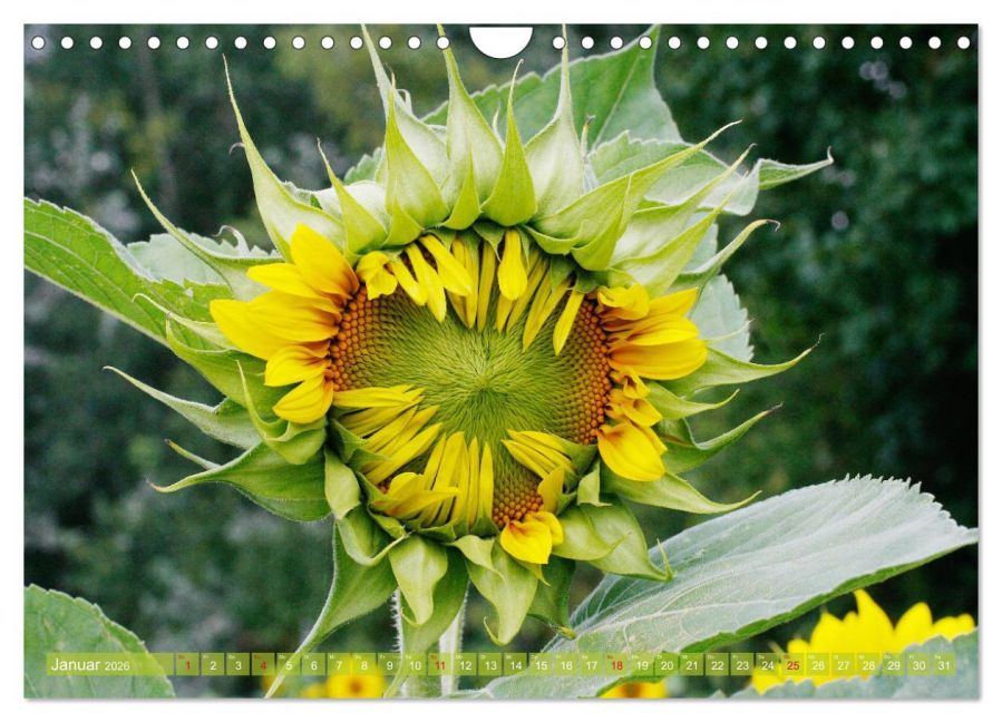 InsideView 6