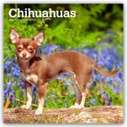 Chihuahuas 2026 - 16-Monatskalender - Browntrout Publishers
