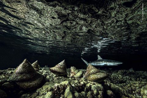 InsideView 9