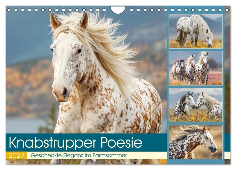 Knabstrupper Poesie. Gescheckte Eleganz im Farmsommer (Wandkalender 2027 DIN A4 quer), CALVENDO Monatskalender - Rose Hurley