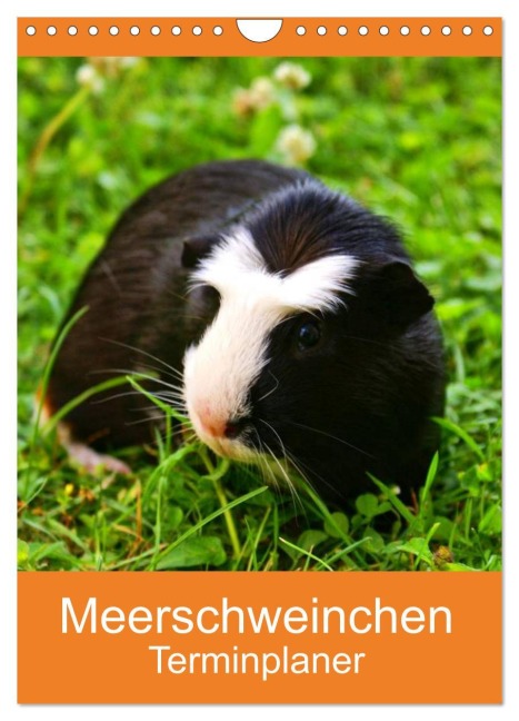 Meerschweinchen Terminplaner (Wandkalender 2026 DIN A4 hoch), CALVENDO Monatskalender - Kattobello Kattobello